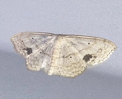 Scopula compensata