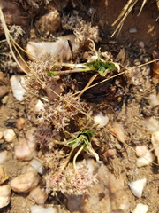 Ledebouria inquinata