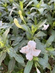 Ruellia simplex