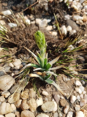 Chlorophytum transvaalense