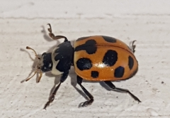 Ceratomegilla notata