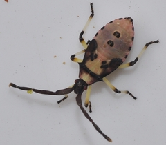 Plinachtus imitator