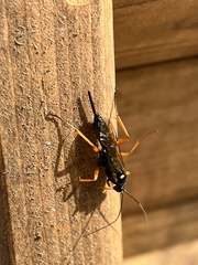 Pimpla