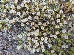 Helichrysum caespititium