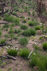 Aristea cantharophila