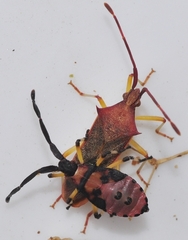 Plinachtus imitator