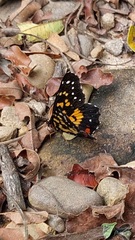 Chlosyne poecile