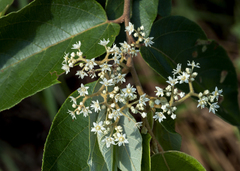 Commersonia bartramia