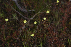 Drosera intricata