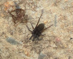 Phyxelididae