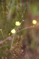 Drosera intricata