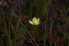 Drosera intricata