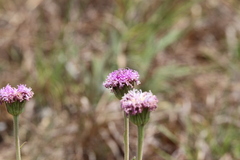 Pseudopegolettia tenella