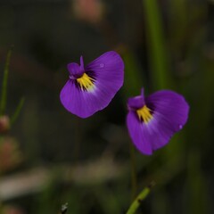 Utricularia petertaylorii