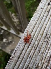 Dysdera