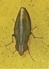 Cephaloconus cyprinus