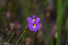 Utricularia petertaylorii
