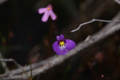 Utricularia petertaylorii