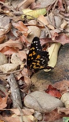 Chlosyne poecile
