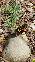 Chlosyne poecile