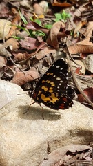 Chlosyne poecile