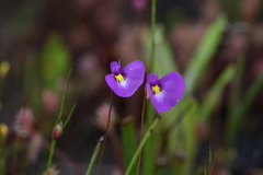 Utricularia petertaylorii