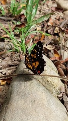 Chlosyne poecile