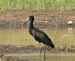 Anastomus lamelligerus