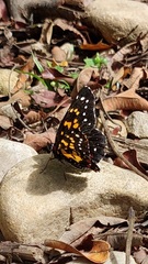 Chlosyne poecile