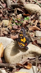 Chlosyne poecile
