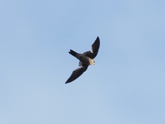 Aerodramus germani