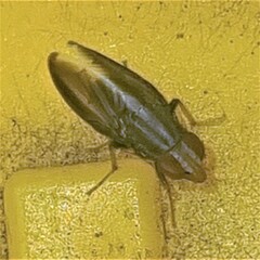 Cephaloconus cyprinus