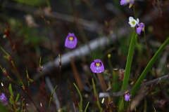 Utricularia petertaylorii