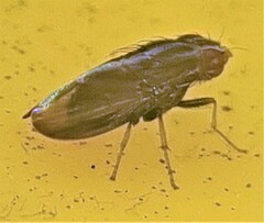 Cephaloconus cyprinus