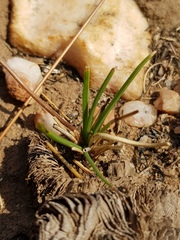Drimiopsis