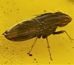 Cephaloconus cyprinus