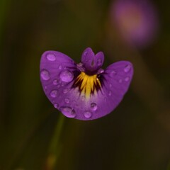 Utricularia petertaylorii