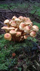 Hypholoma fasciculare