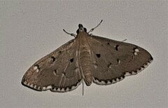 Protonoceras eucosma