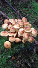 Hypholoma fasciculare