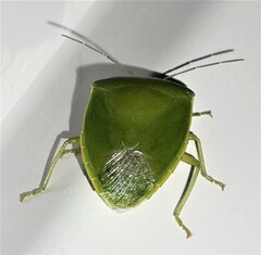 Glaucias