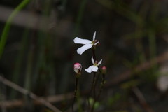 Stylidium obtusatum