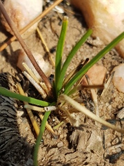 Drimiopsis