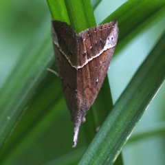 Hypena subcyanea