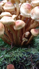 Hypholoma fasciculare