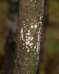 Cylindrobasidium laeve