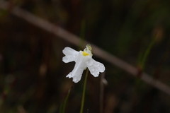 Utricularia multifida