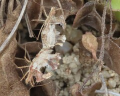 Pephricus