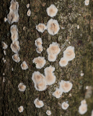 Cylindrobasidium laeve