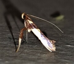 Caloptilia xanthopharella